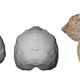 The Apidima 1 skull fragment, a partial cranium, identified as belonging to an early modern human (right), and reconstructed CT images (left).